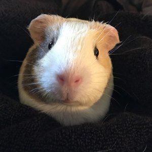 Meet your Posher, Paxton